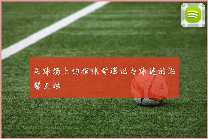 足球场上的猫咪奇遇记与球迷的温馨互动